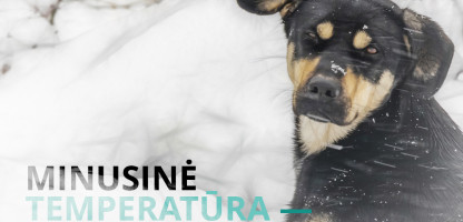 8 - Patarimai GGI ivesti i vidaus patalpas IG.jpg