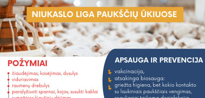paukščiai.jpg